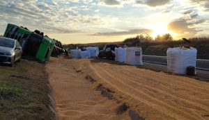Caminhão carregado com milho tomba em rodovia