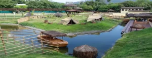 Mistério: Galinhas d’angola aparecerem mortas em parque