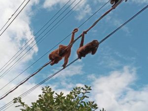 Mortes e mutilações de bugios em redes elétricas intrigam e Ibama ivestiga