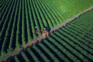 Nova safra de café pode promover redução nos preços do produto