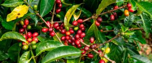 Evento da FAEP será voltado aos cafeicultores