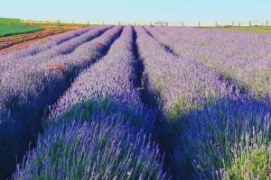 Da lavanda à caminhada: turismo rural gera renda extra para produtores