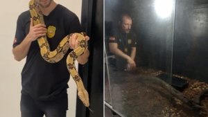 Polícia resgata jiboia de 2,5 metros que vivia como Pet