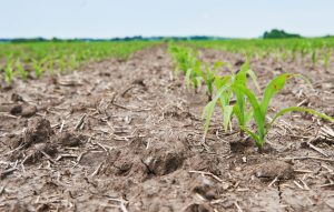 Seca atinge solo em até 40% das principais regiões agrícolas