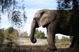 Última elefanta da Argentina embarca em jornada de 4 mil km para encontrar novo lar no Brasil