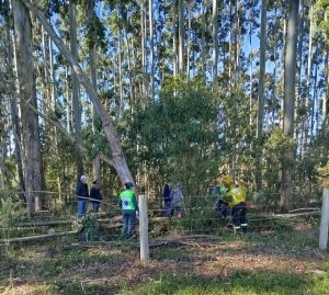 Homem morre ao realizar corte de eucalipto após vendaval