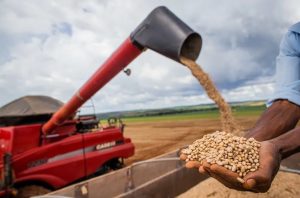 Feijão: exportações disparam e colocam o Brasil entre os 3 maiores produtores mundiais
