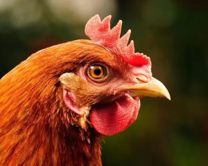 Galinha de estimação vira galo: Entenda mais sobre a reversão sexual