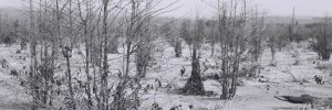 Geada negra: 50 anos do evento climático que modificou o agro do Paraná