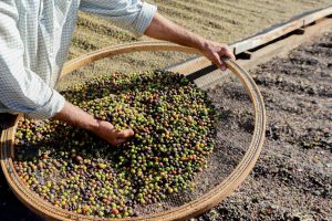 Valorização: café de Mandaguari conquista Indicação Geográfica
