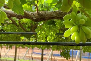 Irrigação por gotejamento impulsiona a produção de uvas finas 