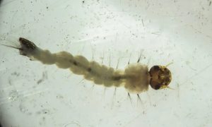 Brasil inaugura a maior fábrica de mosquitos do mundo