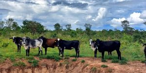 Transferência de embriões eleva produtividade e renda de pequenos produtores de leite