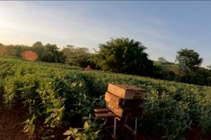 Polinização animal contribui para 12,6% da produção agrícola
