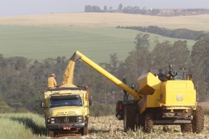 Segunda safra de milho pode superar 17 milhões de toneladas