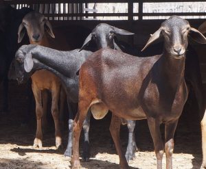 Embrapa promove venda pública de reprodutores da raça de ovinos Santa Inês