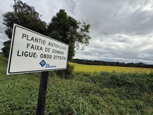 Concessionária regulariza plantio em faixa de domínio