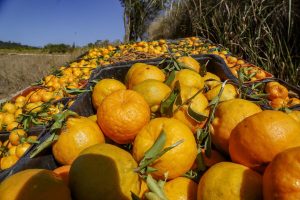 Sabor único: ponkan de Cerro Azul recebe selo de Indicação Geográfica