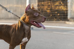 Estado restringe cães pitbull e raças derivadas