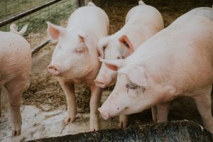 Suinocultura segue em expansão e valorização do consumo interno