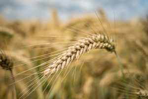 Produtividade deve sustentar safra de inverno no Brasil