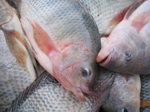 Governança que transforma: aquicultura sustentável nasce da extensão rural