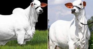 Brasil: Líder em genética bovina de corte com as vacas mais caras do mundo