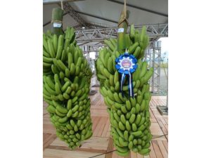 Concurso de cacho de banana impressiona jurados