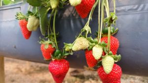 Frutícolas apresentam bom desenvolvimento