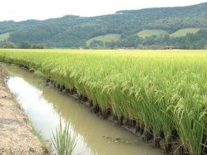 Estado impulsiona a produção sustentável de arroz com boas políticas públicas