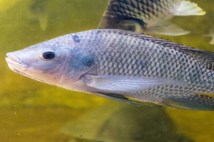 Peixes: Exportações crescem 49% e tarifaço ameaça
