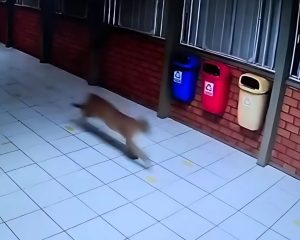 Onça-parda é flagrada dentro APAE
