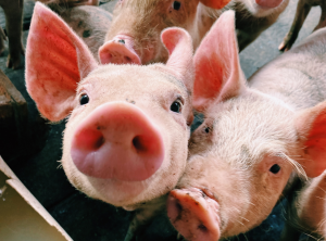 ABPA: Brasil deve registrar desempenhos positivos em produção e exportações de proteína animal