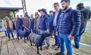 Ovinos da raça Texel são os primeiros a chegar à Expointer