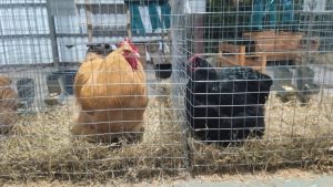 Aves e pássaros voltam à Expointer depois de dois anos