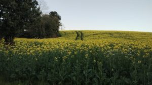 Lavouras de canola encantam com sua floração