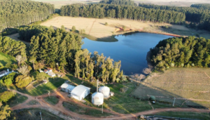 Programa de irrigação traz estabilidade à produção bovina
