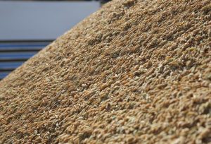 Entidade recomenda adesão a contrato público de opção e venda de arroz