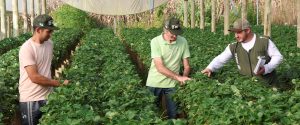 Sistema FAEP segue contratando técnicos de campo