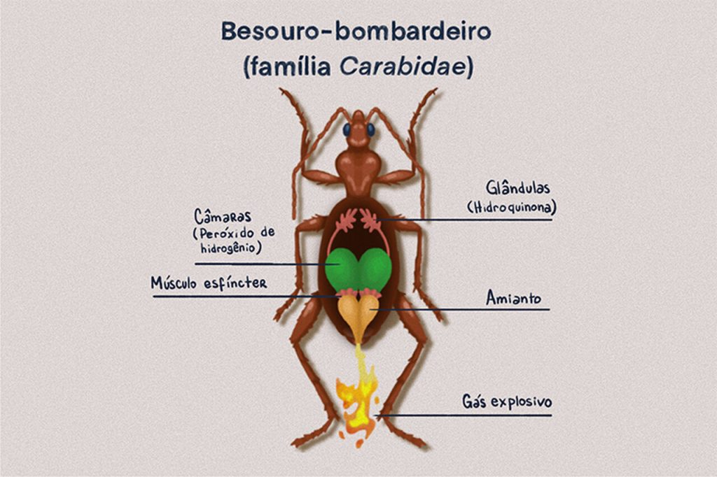 besouro