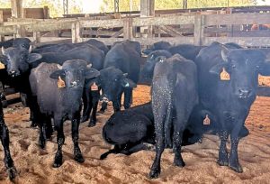 Búfalo alcança média de R$ 10/KG e se aproxima da cotação de bovinos