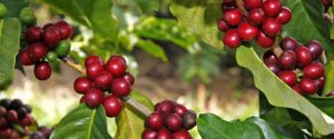 Cafés especiais têm desafio de ganhar mercados nacional e mundial
