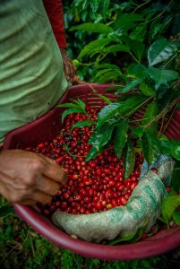 Café tem novo recorde mundial : US$ 30 Mil o quilo