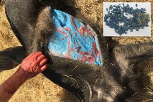 Descoberta estranha: Javaporcos com carne azul