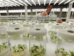 Epagri produz mudas de plantas frutíferas livres de vírus