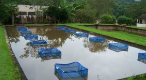 Aquicultura sustentável contribui para diminuição das mudanças climáticas