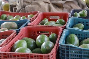 Produção de abacate cresce 91%