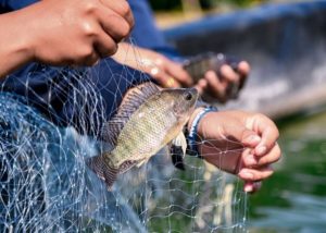 Brasil pode se consolidar como um dos protagonistas globais da aquicultura
