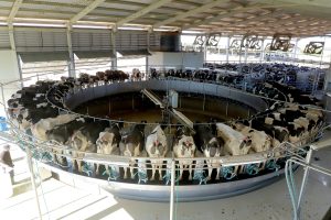 Supermercado do mundo: Estado atrai turismo agrotecnológico especializado