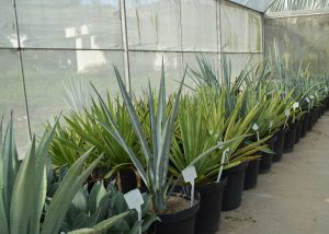 Pesquisa investe em planta da tequila para produção de etanol